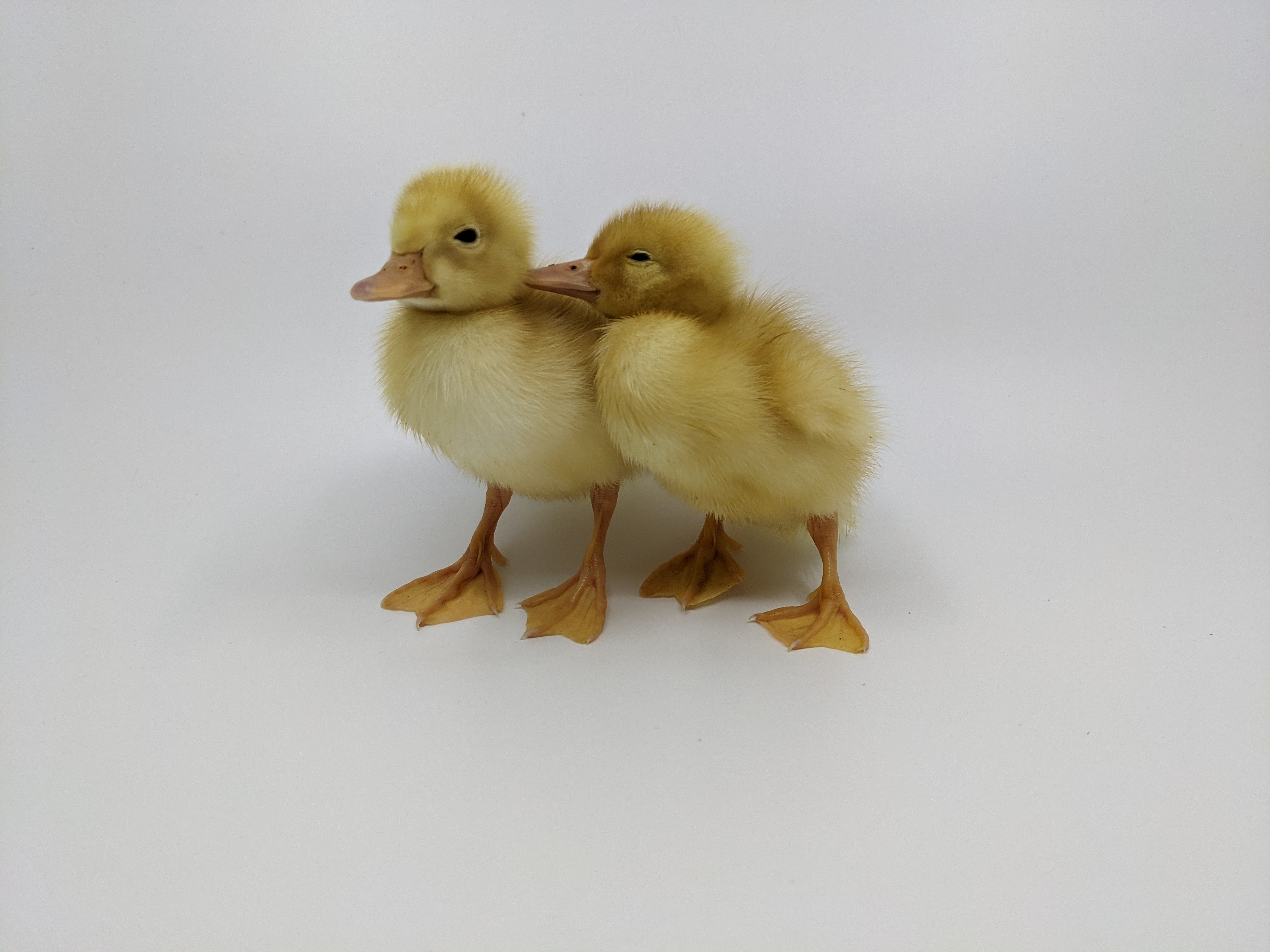 Duclair_Duckling_Pair__1_.jpg