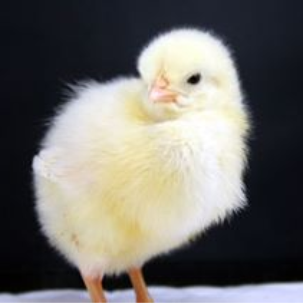 White_Leghorn_Chick.png