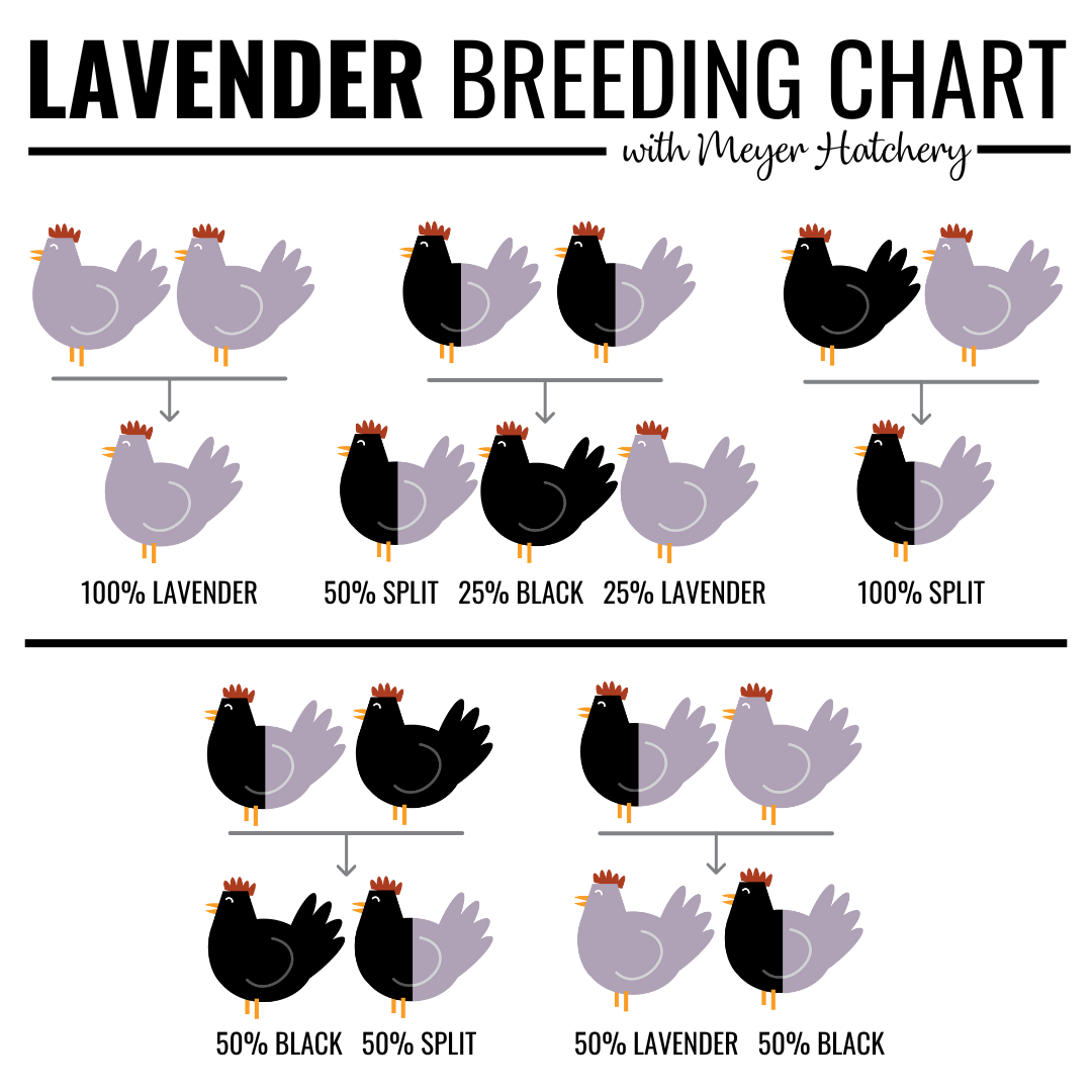 NEW Blue Gene Breeding Chart.png