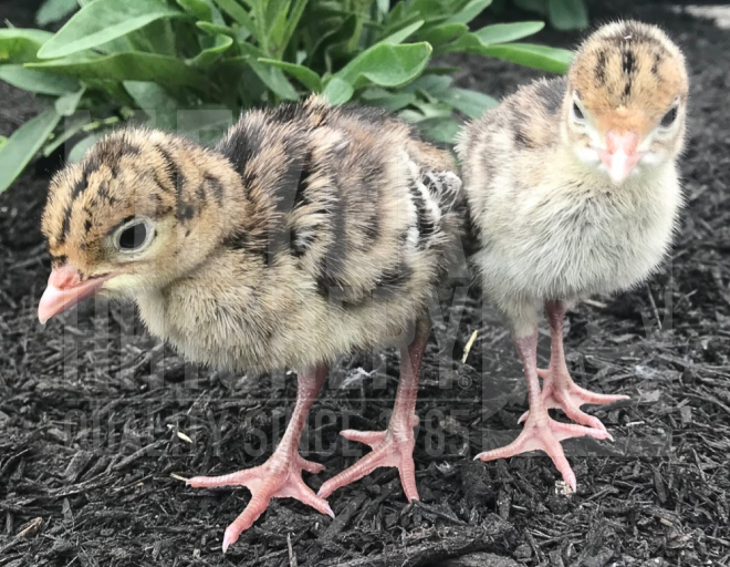 Naragansett Heritage Turkey POULT ID.jpg