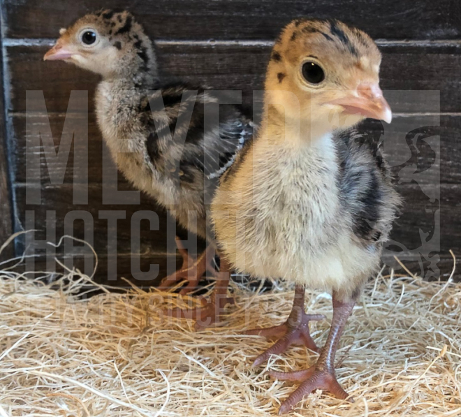 standard bronze heritage turkey POULT ID.jpg