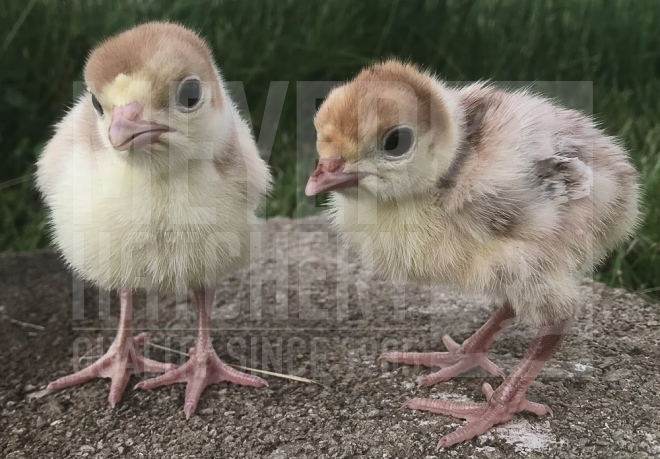 Bourbon Red Heritage Turkey POULT ID.jpg