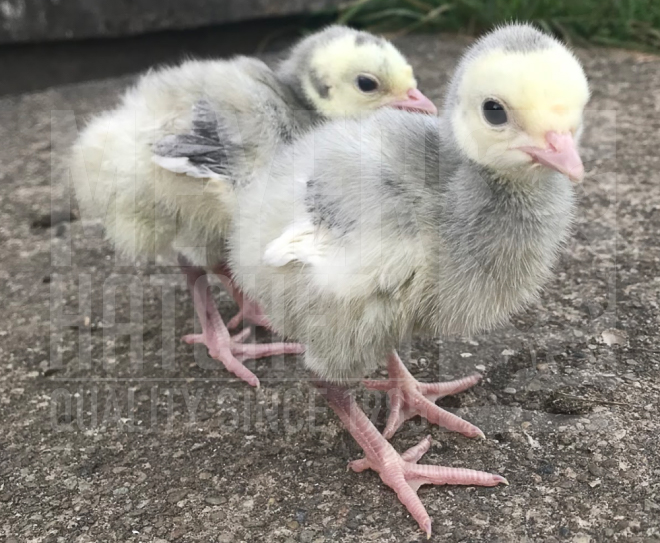 Blue Slate Heritage Turkey POULT ID.jpg