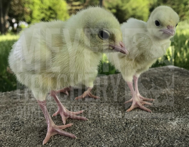 Royal Palm Heritage Turkey POULT ID.jpg
