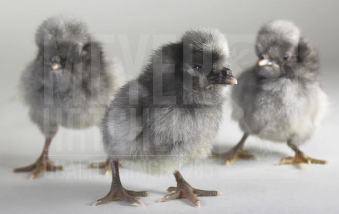 Blue Polish CHICK ID.jpg