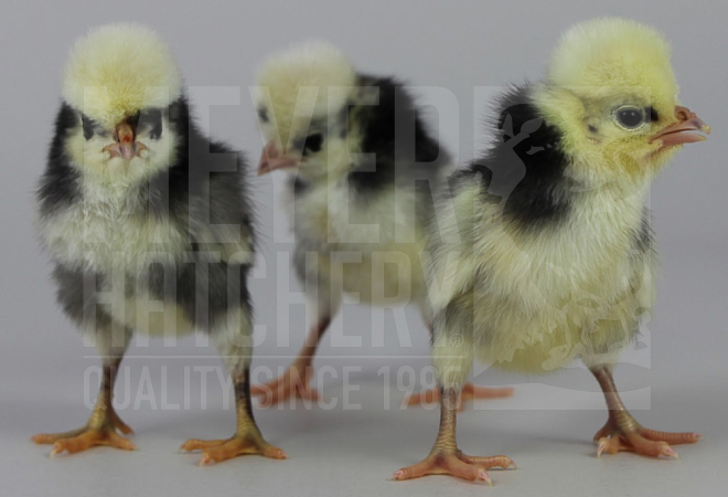 White Crested Black Polish CHICK ID.jpg