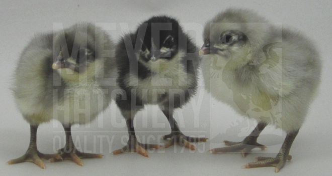 Blue Black Splash Orpington CHICK IDpng.jpg
