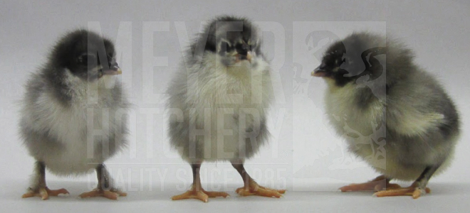 Blue Copper Marans CHICK ID.jpg