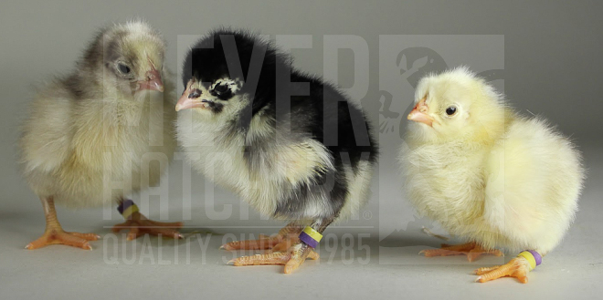 Blue Birchen Marans CHICK ID.jpg
