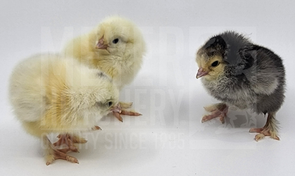 Light Brahma Chick ID.jpg