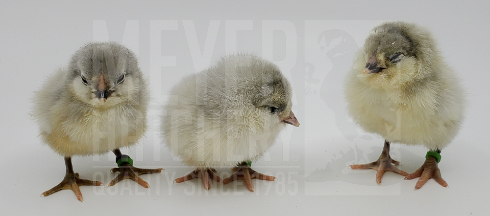 Lavendar Ameraucana CHICK ID.jpg