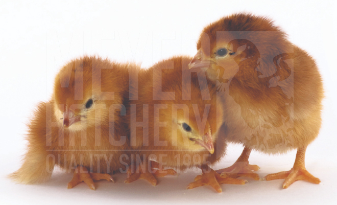 Rhode Island Red CHICK ID.jpg