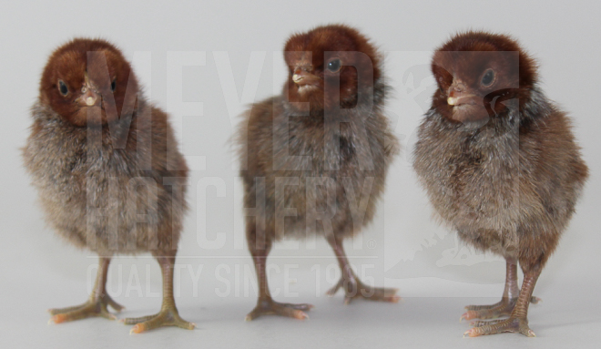 Egyptian Fayoumis CHICK ID.jpg