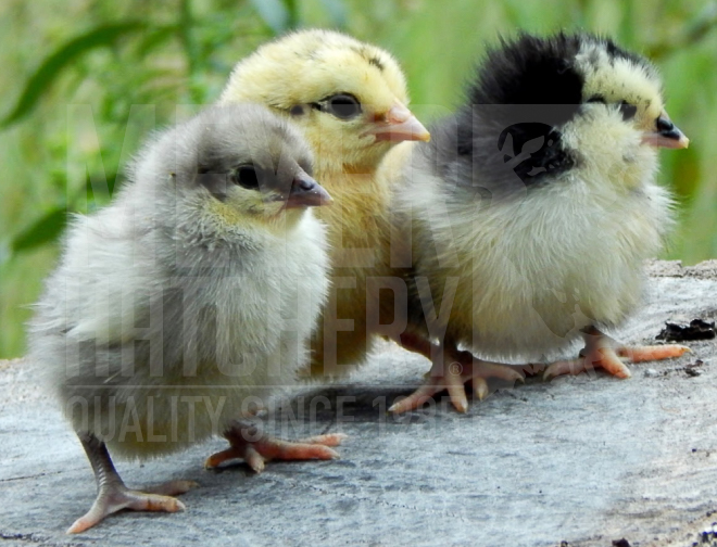 Green Queen CHICK ID.jpg