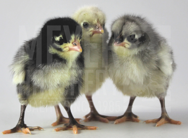 Blue Andalusian CHICK ID.jpg
