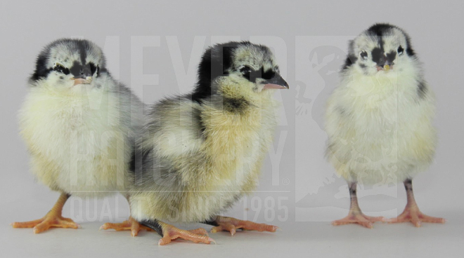 Black Sumatra CHICK ID.jpg