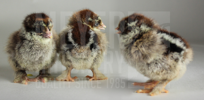 Dark Brahma CHICK ID.jpg