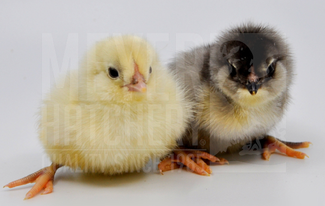 Blue Ameraucana CHICK ID.jpg
