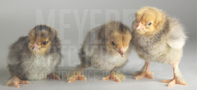 Buff Brahma CHICK ID.jpg