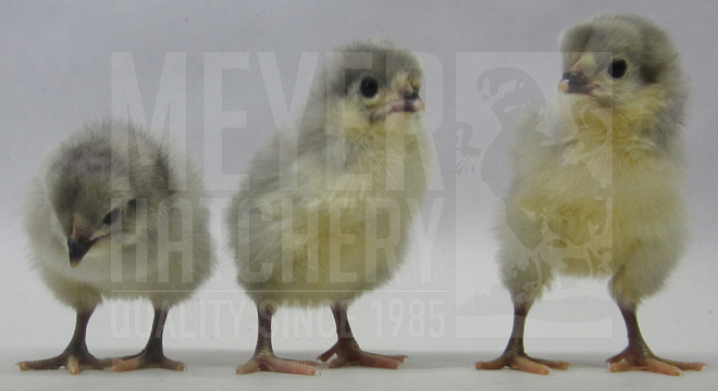 Lavender Orpington CHICK ID.jpg