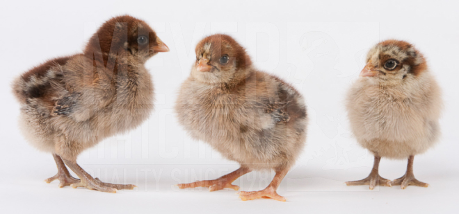 Partridge Penedesenca CHICK ID.jpg