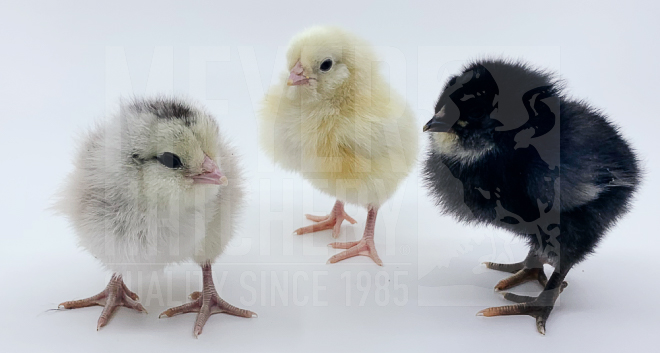 Frizzle Easter Egger Chick ID.jpg