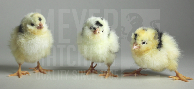 Mottled Houdan CHICK ID.jpg
