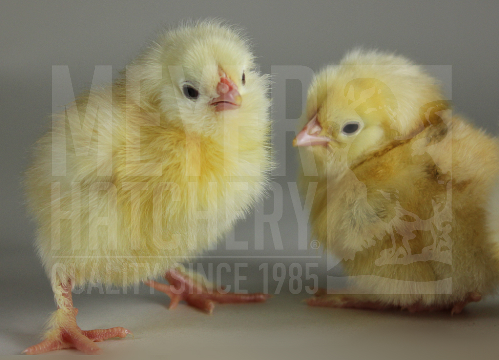 Salmon Faverolles CHICK ID.jpg