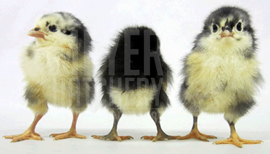 Black Australorp Day Old Chicks.jpg