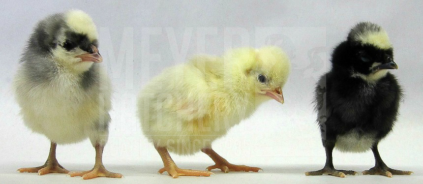 White Crested Blue Polish Day Old Chicks.jpg