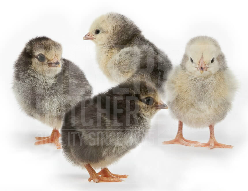 Columbian Wyandottes Chicks.jpg