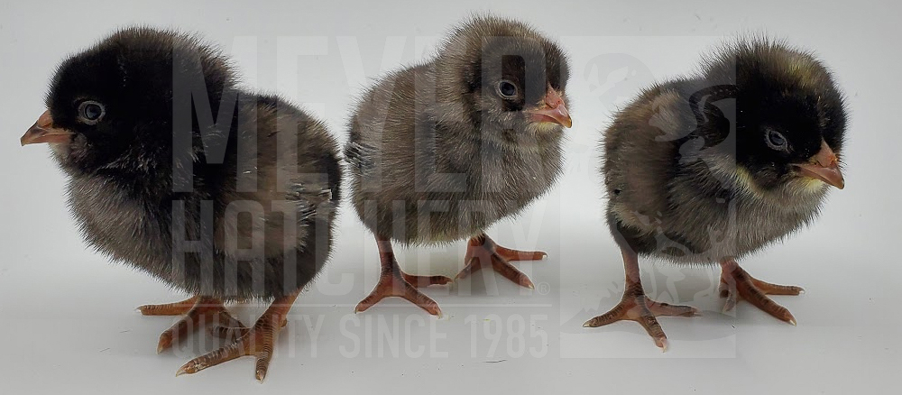 Meyer Hatchery's Lakeside Egger ID.jpg