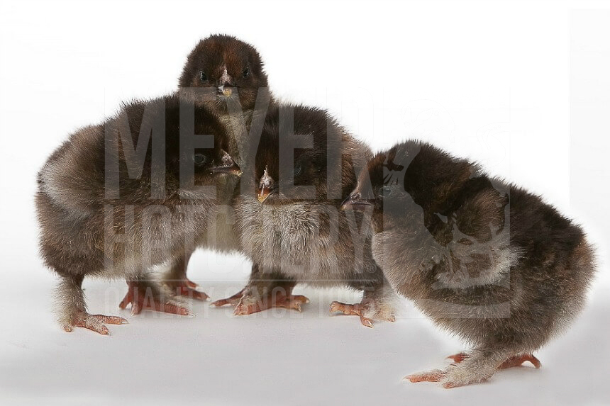Partridge Cochin Day Old Chicks.jpg