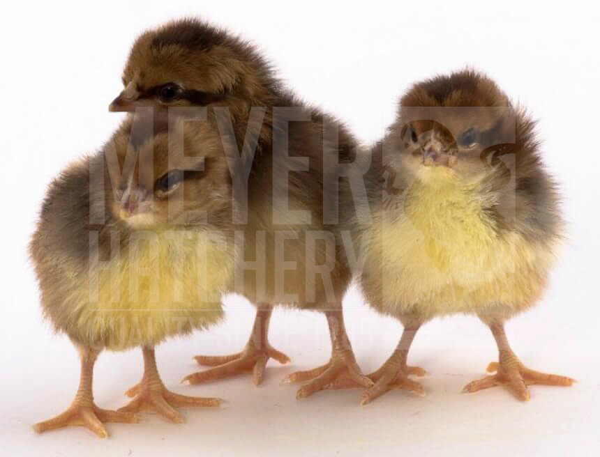 Speckled Sussex Day Old Chicks.jpg