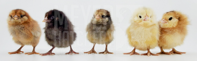 Easter Egger Female Day Old Chicks Chick ID.jpg