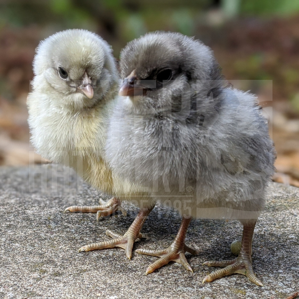 Meyer Hatchery Steele Eggers Day Old Chicks.jpg