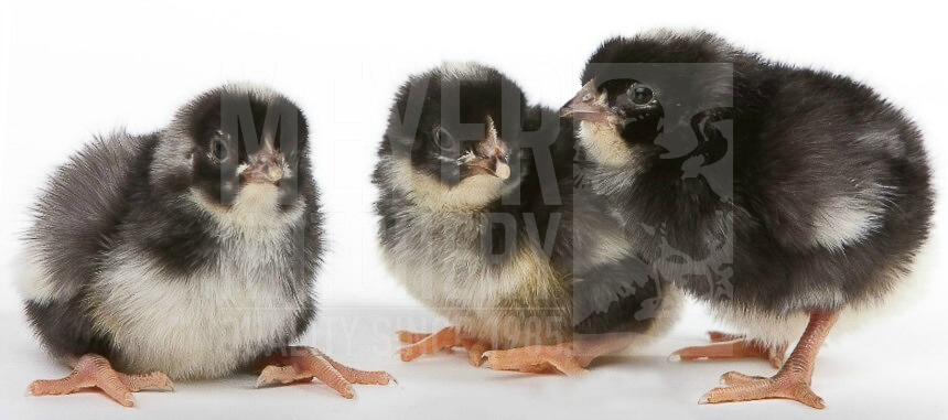 Cuckoo Marans Day Old Chicks.jpg