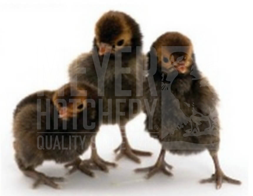 Golden Laced Polish Day Old Chicks.jpg