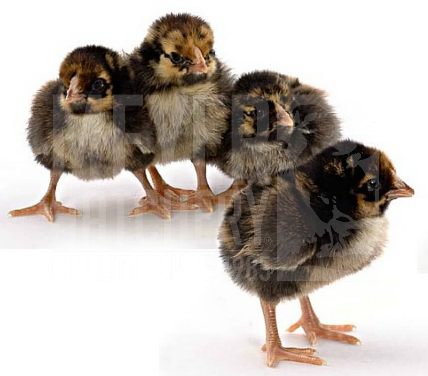 Golden Laced Wyandotte Day Old Chicks.jpg