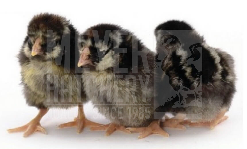 Silver Laced Wyandotte Day Old Sexed Chicks.jpg