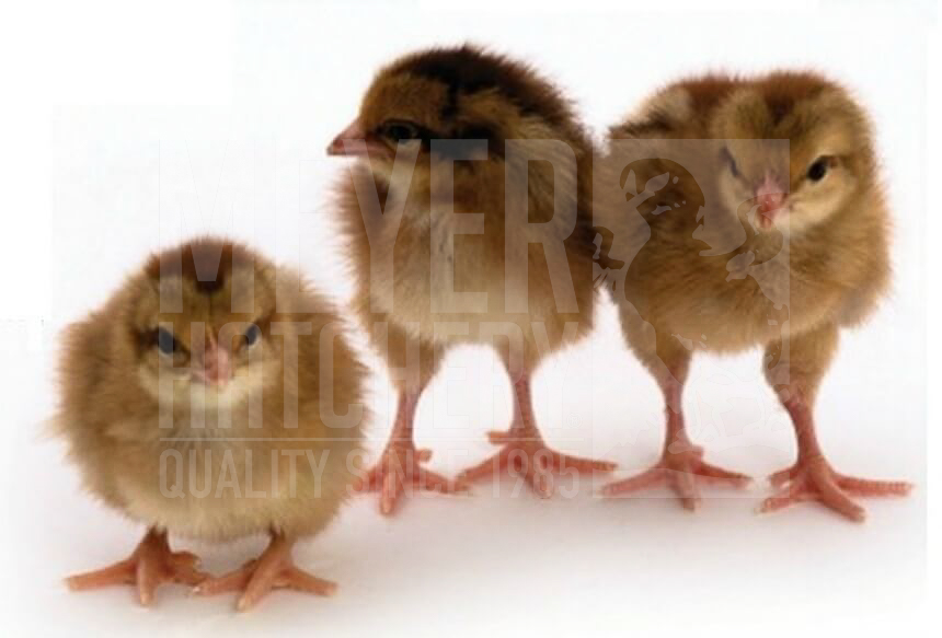Welsummer Day Old Sexed Chicks.jpg