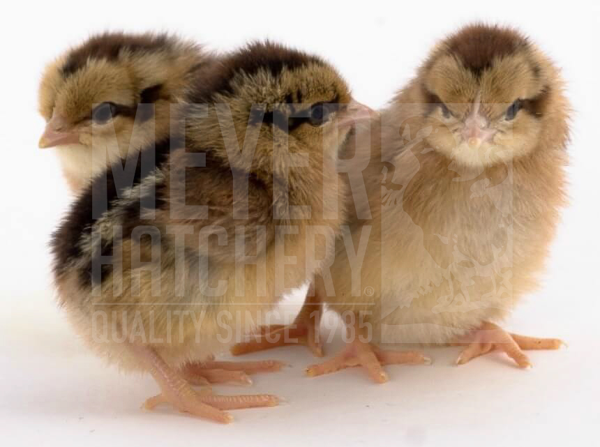 Light Brown Leghorn Day Old Chicks.jpg