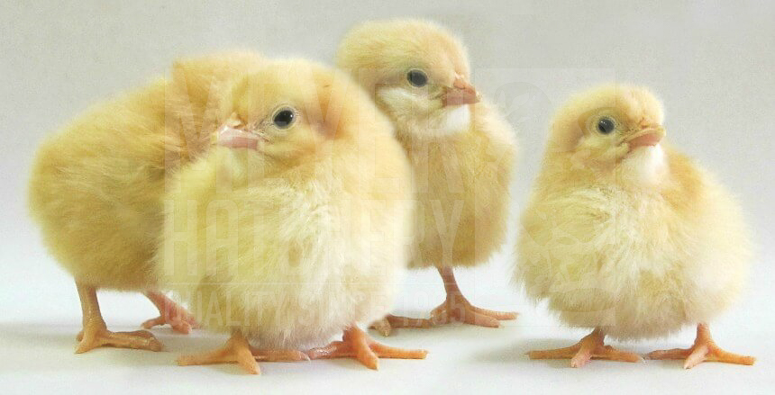 Buff Orpington Day Old Chicks.jpg