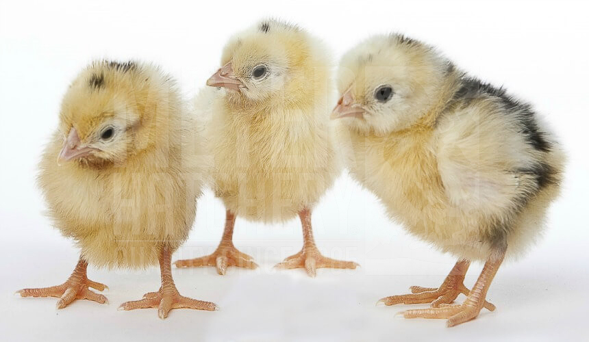 Exchequer Leghorn Day Old Chicks.jpg