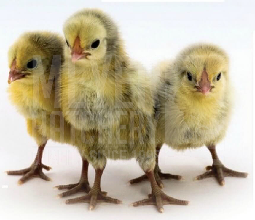 Silver Spangled Hamburg Day Old Sexed Chicks.jpg