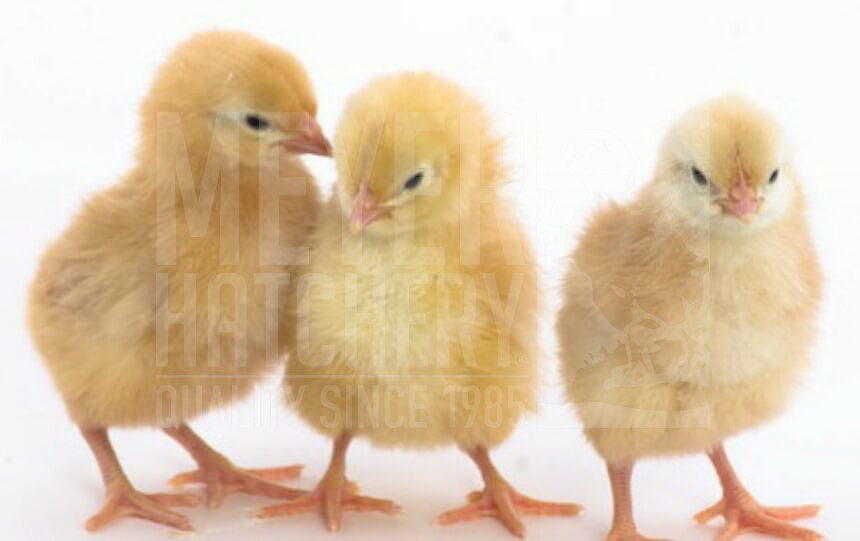New Hampshire Red Day Old Chicks Identification.jpg