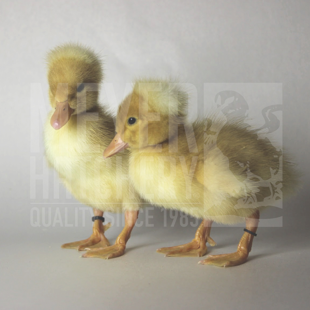 White Crested Day Old Ducklings.jpg