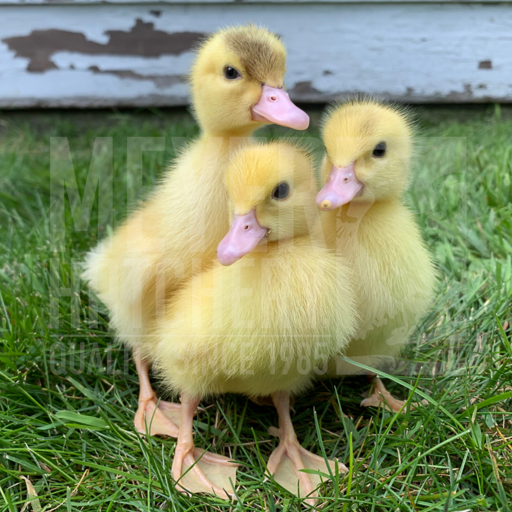 White Muscovy Day Old Ducklings.jpg