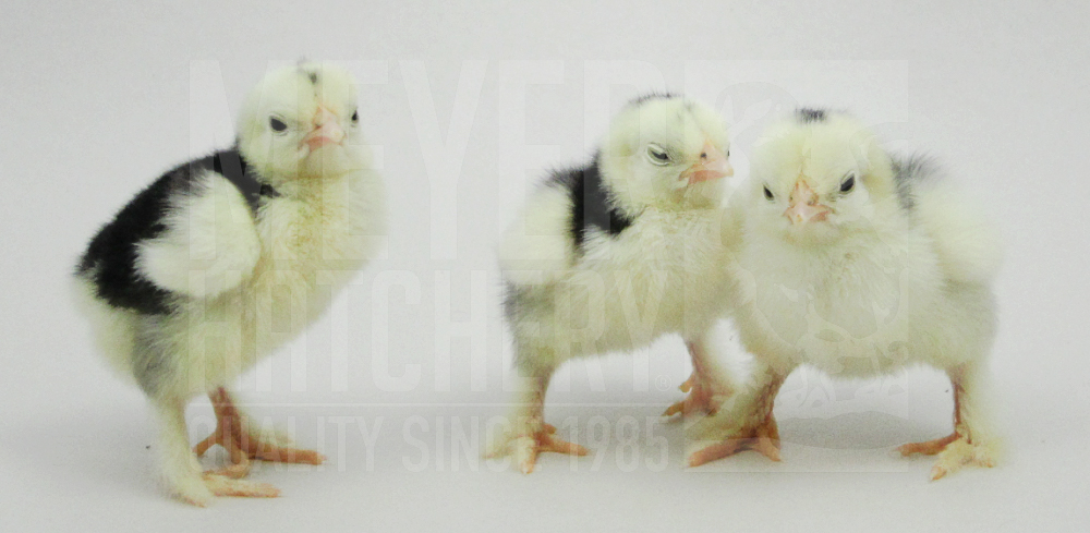 Mottled Cochin Bantam Chick ID.jpg