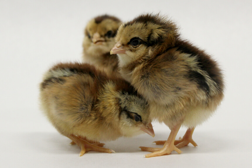 identify bantams